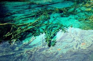 海底世界的奇妙景象