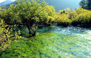 清澈溪流旁的葱郁景致