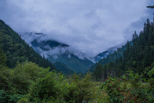 云雾缭绕的山林美景