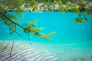 蓝湖美景 枝叶低垂
