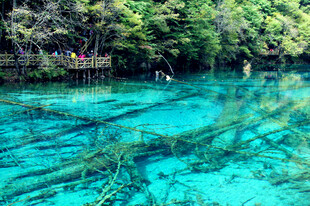 清澈蓝水下的奇幻景象