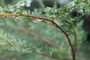 带露珠的翠绿植物枝条