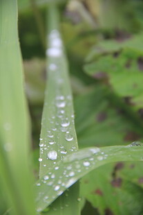 草叶上的晶莹露珠