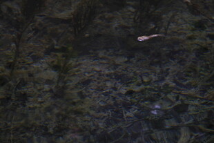 黑暗中的神秘鱼类影像