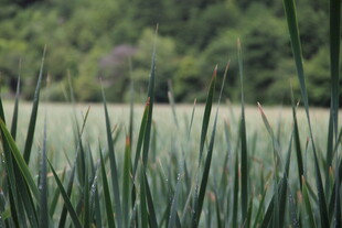 葱郁草地 自然清新景致