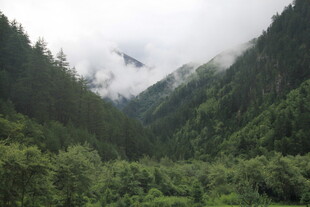 云雾缭绕的山间翠绿景致