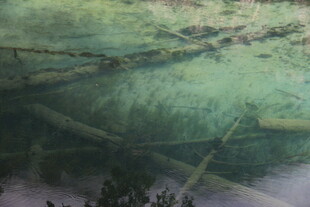 水下枯木与摇曳水草景观