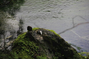 崖边绿植与水面景致