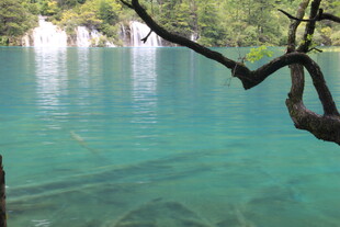 清澈蓝湖与悬垂树枝美景