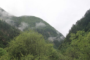 山间云雾缭绕的翠绿景致