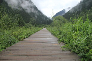 山间木栈道 绿意盎然