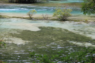 山间清澈溪流与岸边绿植