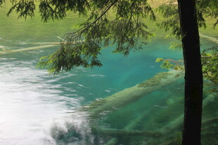 清澈湖水边的翠绿树木