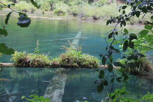 林间清澈湖水与绿植景观