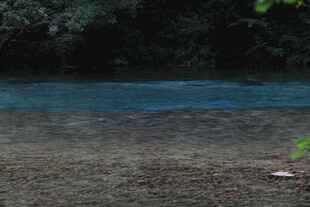 清澈水域边的自然景致