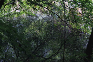 森林中的静谧水面