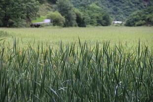 麦田风光 绿意盎然的田野
