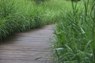 林间木径 绿意盎然