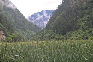 山谷中的葱郁草地