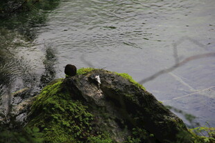 崖边绿植上的鸟儿