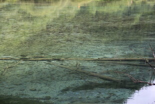 水面倒影中的树枝