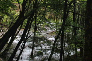 森林中的潺潺溪流