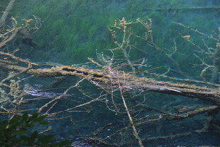 水下枯树枝景象