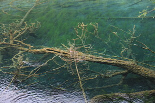 水中枯树枝的自然景象