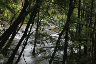 林间溪流 葱郁绿意环绕