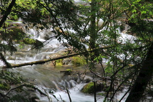 林间溪流 自然清新景致