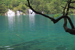 湖畔翠枝映碧水