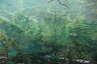 水下的植物景观