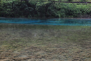 清澈见底的溪边景致