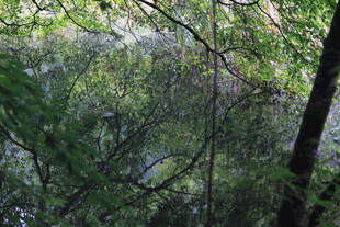 茂密树林中的绿意景致