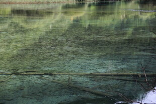 水面倒映的翠绿景致