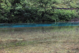 宁静湖边的葱郁树林