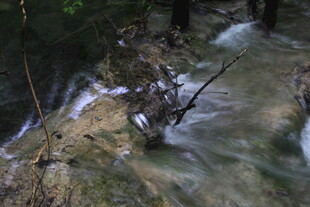 山间溪流中的枯枝