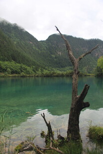 翠绿湖水旁的枯树景观