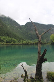 湖畔枯树与青山绿水
