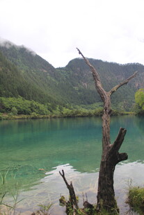 山间碧绿湖水与枯树