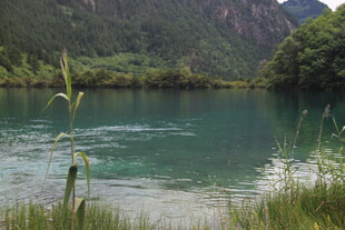山间碧湖 水草摇曳生姿