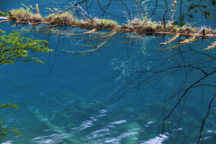 清澈蓝水下的枯木景象