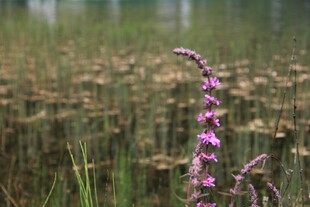 田野中绽放的紫色小花