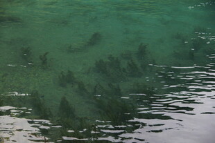 清澈水中游动的黑色鱼群