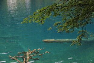 清澈湖景中的枯木与枝叶