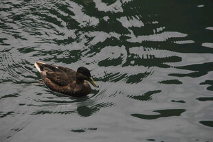 水中游弋的鸭子