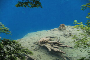 海底景象中的奇特生物