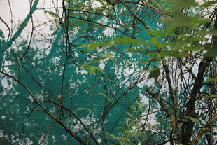 翠绿枝叶间的朦胧绿网