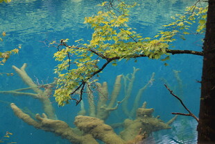 水下枯木与金黄枝叶景观
