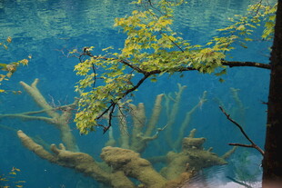 水下枯木与嫩绿枝叶景观